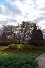 Obraz premium tree in the park