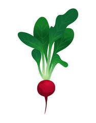 Radish Flat Illustration