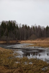 Fototapeta premium river in the forest