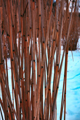 Uferlandschaft im Schnee