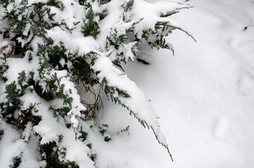 Garden ornamental shrubs under white snow. Studio Photo