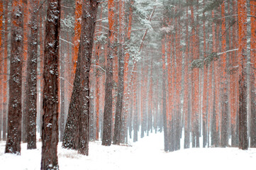 winter forest, snowfall
