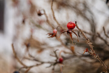 Beach Dry Rose or Rosa rugosa, frozen hip fruits thorny bush of dried red and orange wild berries, snow prickly branches, winter in Czech, close up photo with selective soft focus, natural background