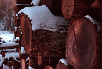 Baumst&auml;mme vom Schnee bedeckt