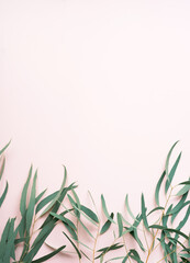 Pastel background and eucalyptus leaves, minimal clean photo for backgrounds, posters and cards. Copy space, flat lay