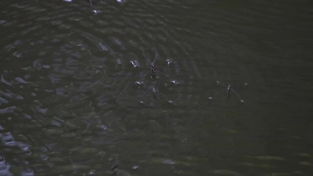 Water Striders, Gerridae seen striding on the surface of the water of a river in Khao Yai National Park, Thailand.