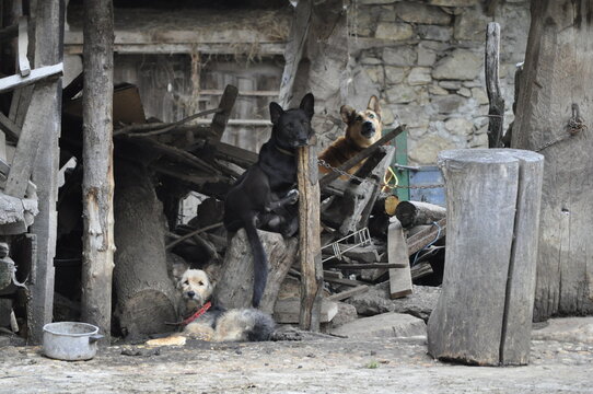 Perros debajo de un h&oacute;rreo