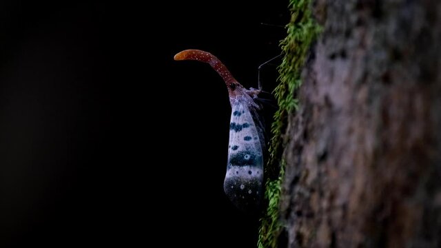 Lanternfly, Pyrops ducalis with a dark forest background going up the tree and disappears as it goes around, Khao Yai National Park, Thailand.