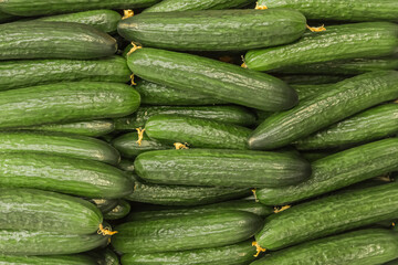 Green cucumbers natural vegetables with garden beds background