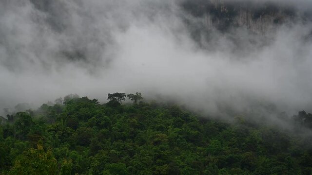 Fog so thick moving to the left over a rainforest revealing a rock mountain wall in Sai Yok, Kanchanaburi, Thailand.