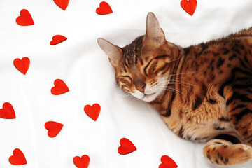 Adorable cute green-eyed bengal cat sleeping lying on white blanket among many little red hearts.Valentine day greeting card with beautiful pet,love to animal concept