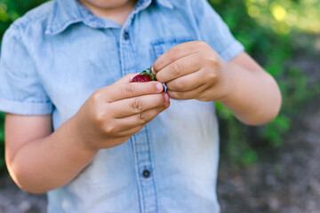 Red strawberries and baby's hands. Healthy food