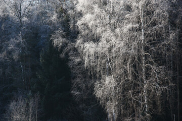 Frosty solar morning. Against a dark background the woods the birch decorated with scintillating hoarfrost is allocated.