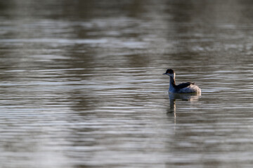 Fototapeta premium Delta del Po