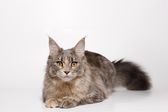 Funny large longhair gray kitten with beautiful big brawn eyes. Lovely fluffy cat Maine Coon breed lying on white table. Free space for text.