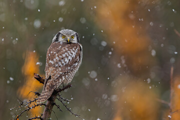 Sowa jarzębata (Northern hawk Owl) Surnia ulula - obrazy, fototapety, plakaty