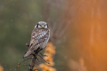 Sowa jarzębata (Northern hawk Owl) Surnia ulula - obrazy, fototapety, plakaty