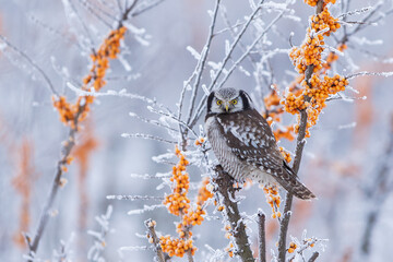 Sowa jarzębata (Northern hawk Owl) Surnia ulula © Patryk