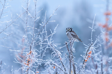 Sowa jarzębata (Northern hawk Owl) Surnia ulula © Patryk