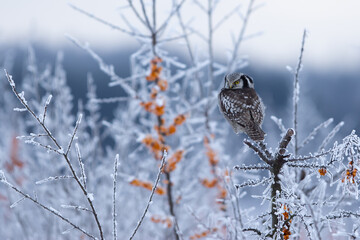 Sowa jarzębata (Northern hawk Owl) Surnia ulula © Patryk