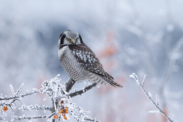 Sowa jarzębata (Northern hawk Owl) Surnia ulula © Patryk