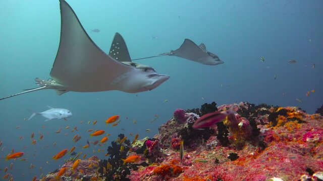  The eagle stingray.  Fascinating diving off the coast of the Maldives archipelago.