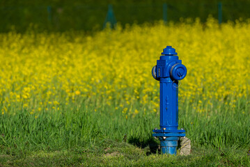 Niebieski przydrożny hydrant, stojący na tle pola rzepaku. - obrazy, fototapety, plakaty