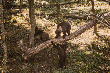 Grizzly brown bears in the wild forest park playing together. Predator animal. Ursus arctos habitat walking wildland looking for blueberry, broken trees trunk branches.