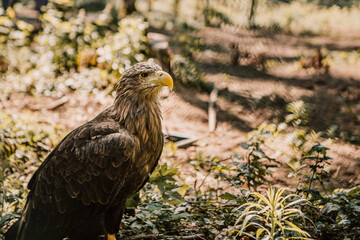 Wild eagle standing in the wildland forest. Bird of prey with beautiful wings and feathers on natural background. Bird predator looking for a victim prey.

