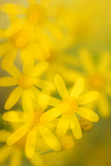 Yellow daisy flowers double exposure photography, close up, abstract photography