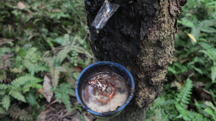 rubber farmer harvesting in the garden