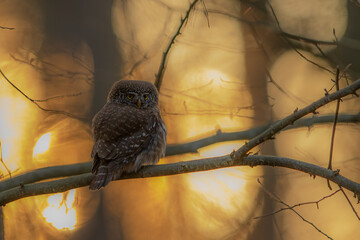 Sóweczka (Pygmy owl) Glaucidium passerinum © Patryk