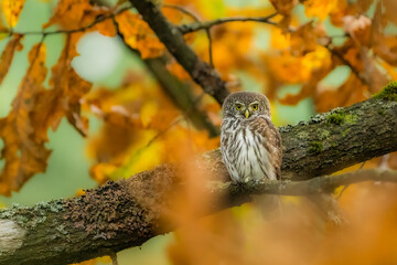 Sóweczka (Pygmy owl) Glaucidium passerinum