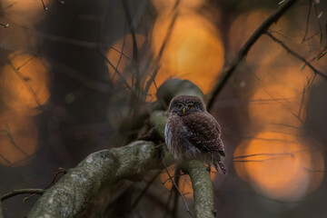 Sóweczka (Pygmy owl) Glaucidium passerinum © Patryk