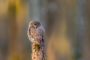 Sóweczka (Pygmy owl) Glaucidium passerinum