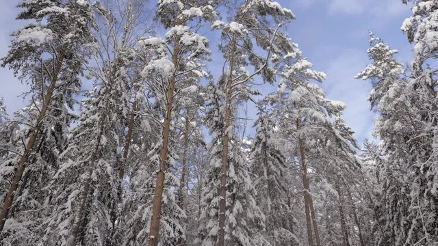 Beautiful, snow-covered trees in the Białowieża Primeval Forest

