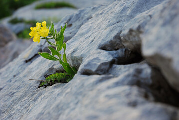 A flower growing on a stone