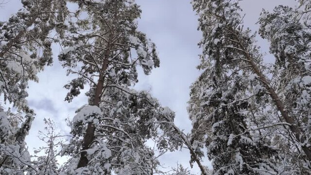 Beautiful, snow-covered trees in the Białowieża Primeval Forest

