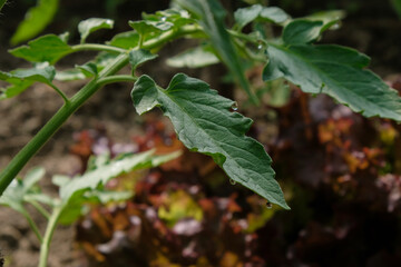 Water condensation on a tomato leaf in a greenhouse.