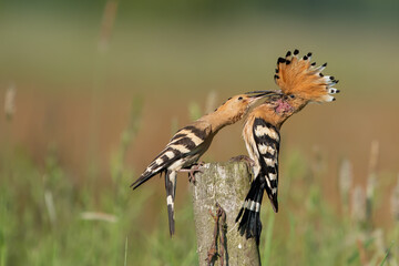 Dudek (Upupa epopee) hoopoe © Patryk
