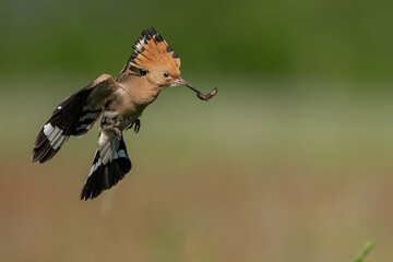 Dudek (Upupa epopee) hoopoe © Patryk