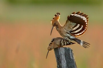 Dudek (Upupa epopee) hoopoe © Patryk