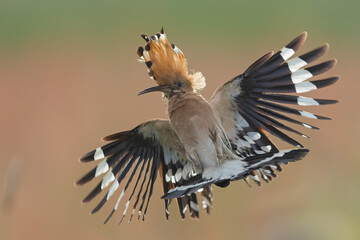 Dudek (Upupa epopee) hoopoe © Patryk