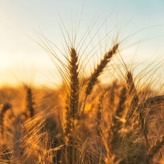 Golden wheat field at sunset - 480162841