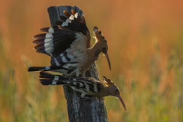 Dudek (Upupa epopee) hoopoe © Patryk