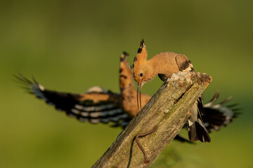 Dudek (Upupa epopee) hoopoe © Patryk