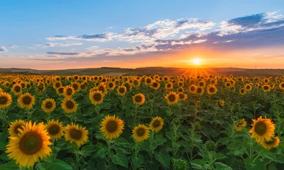 Foto op Plexiglas Zonsondergang over zonnebloemenveld © b. Sergiu