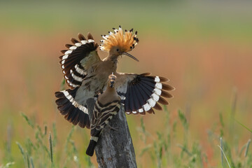 Dudek (Upupa epopee) hoopoe