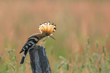 Dudek (Upupa epopee) hoopoe