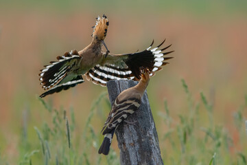Dudek (Upupa epopee) hoopoe © Patryk